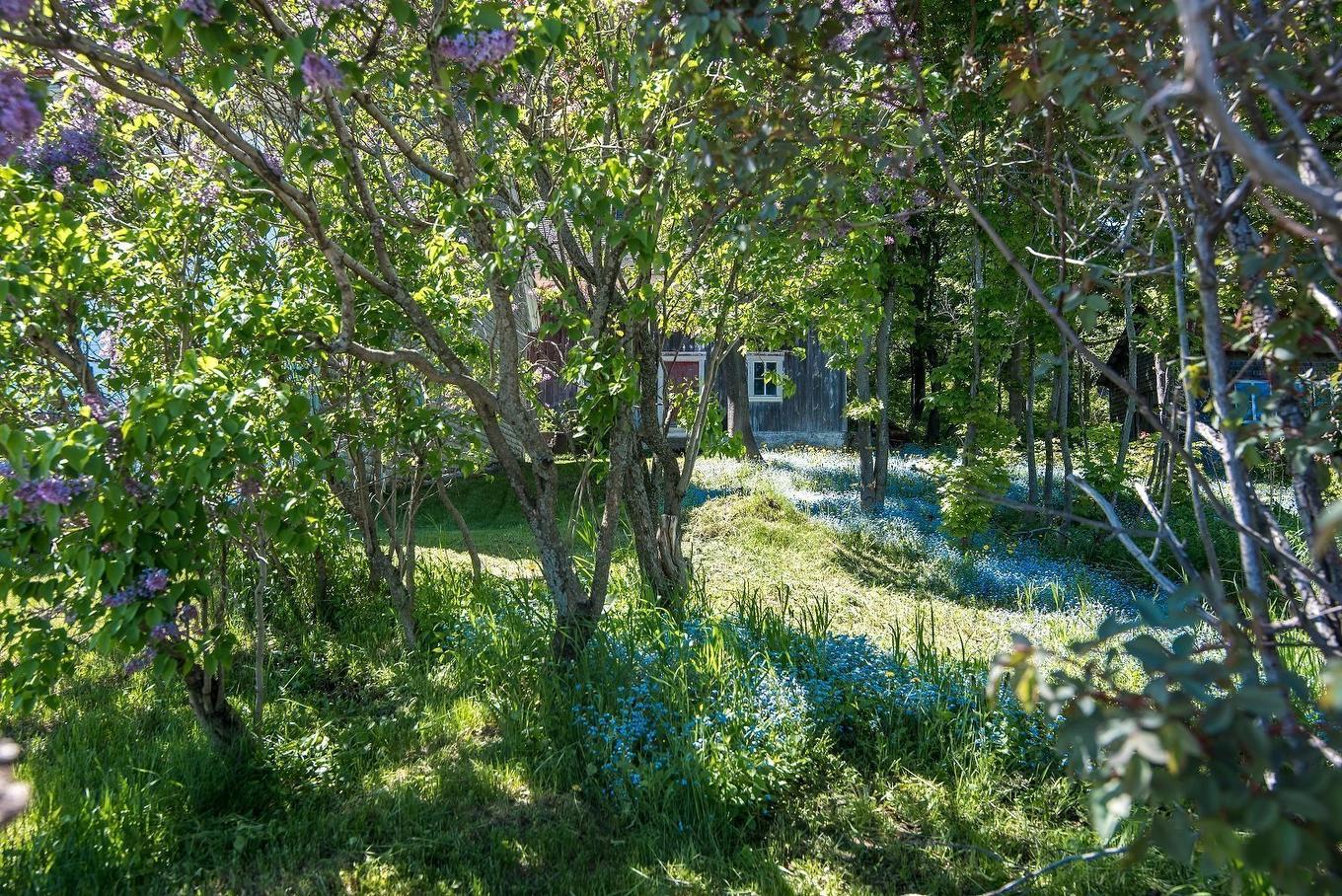 Wooded area - 46 Route 132 E., Saint-Denis-De La Bouteillerie, QC - Outdoor