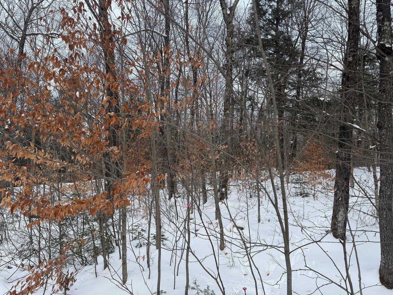 Land/Lot - Rue Des Violettes, Gore, QC