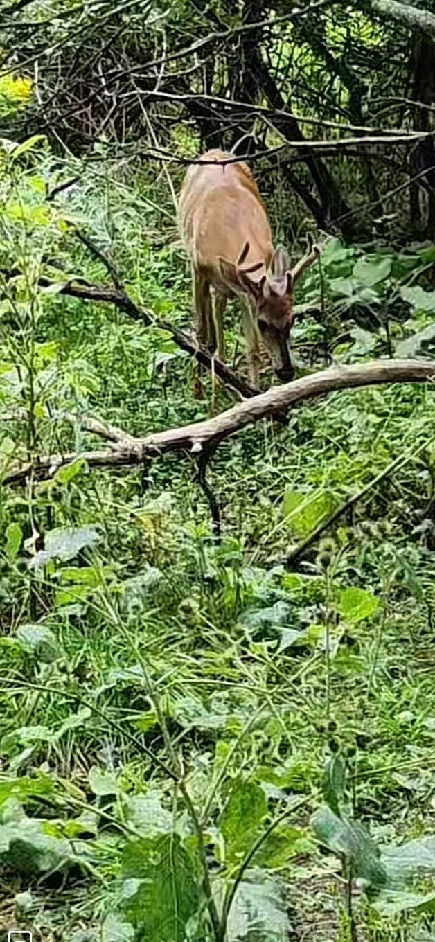 3836 105 Highway, South Haven, NS