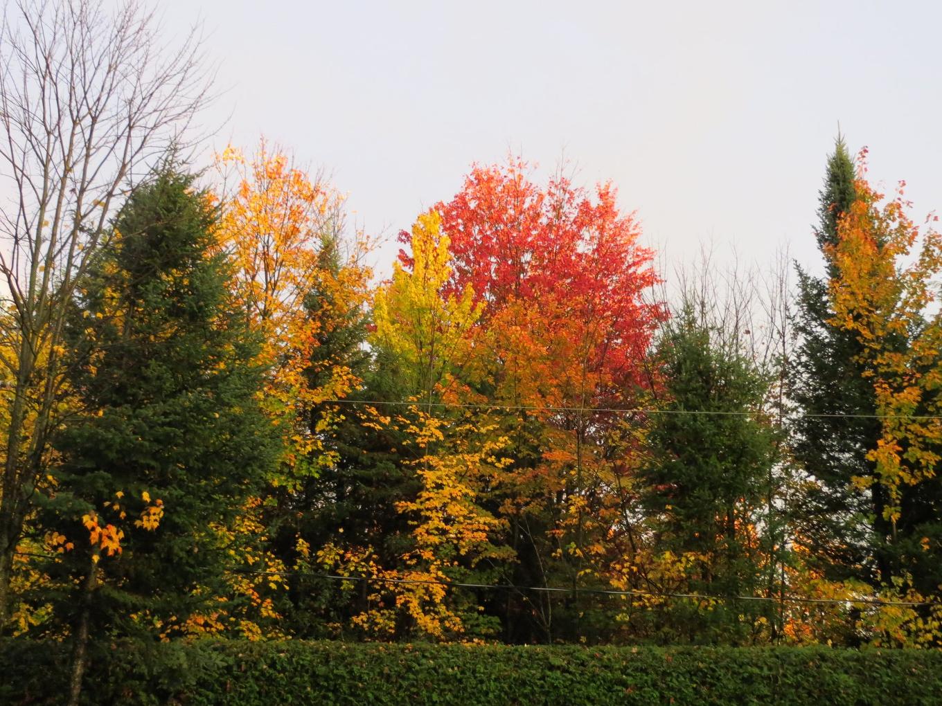 Boisé - 91 Rue Des Pistoles, Blainville, QC - Outdoor