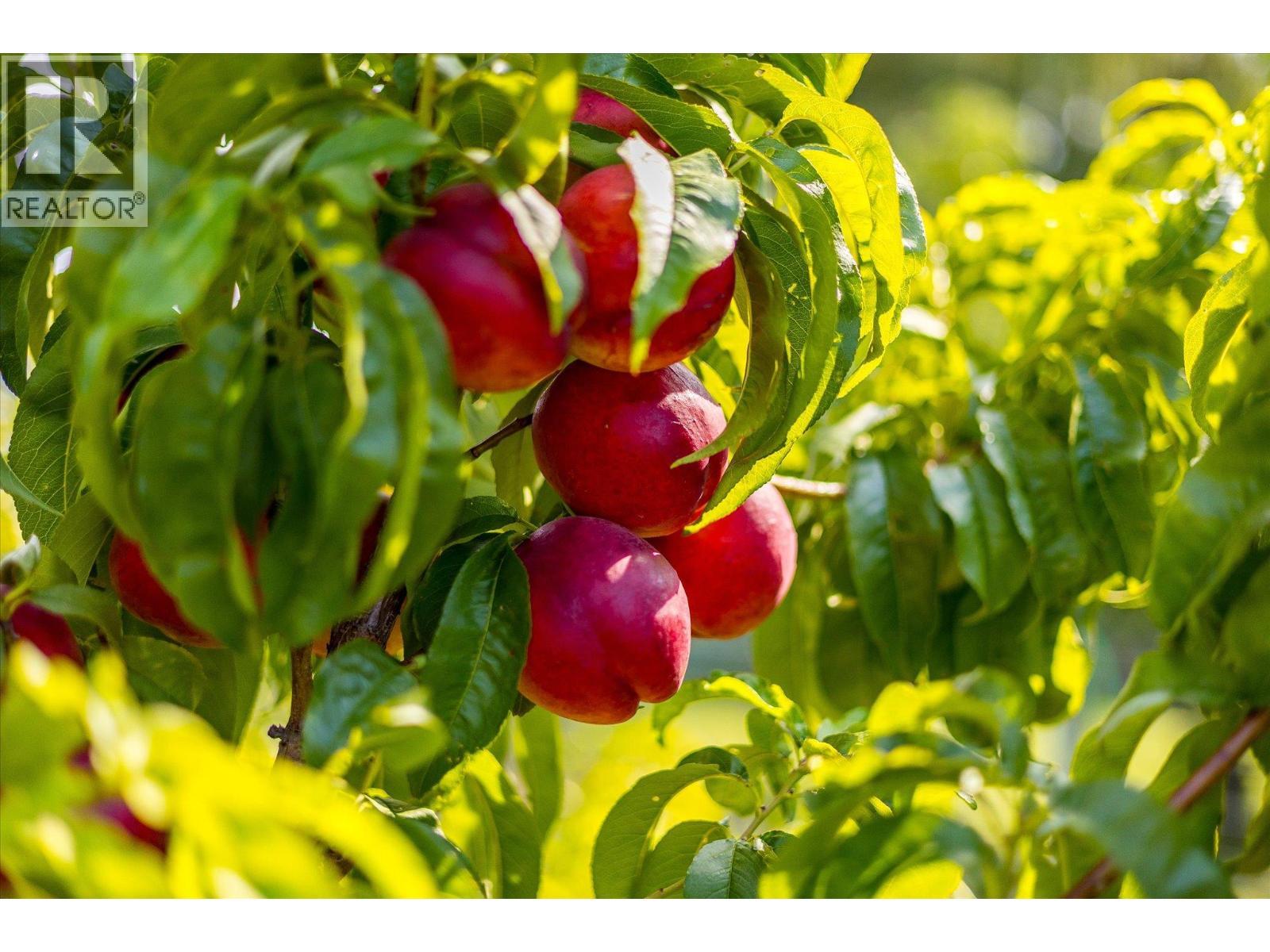 802 Coulthard Road, Cawston, BC -