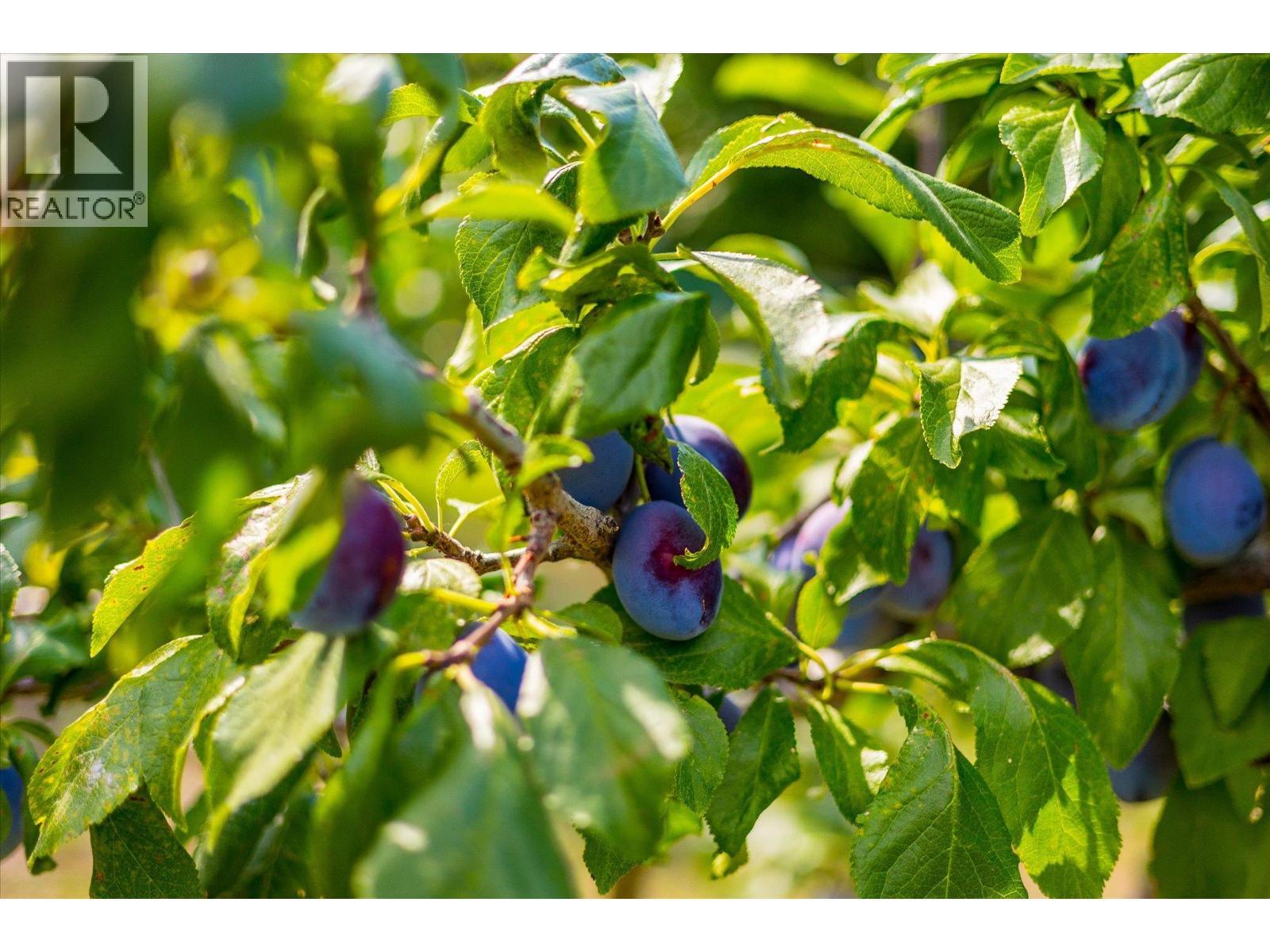 802 Coulthard Road, Cawston, BC - Outdoor