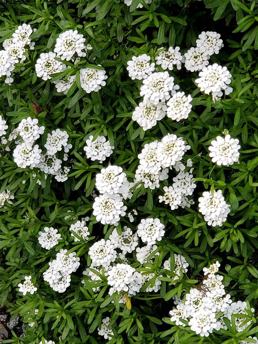 4-5838 Blythwood Rd, Sooke, BC