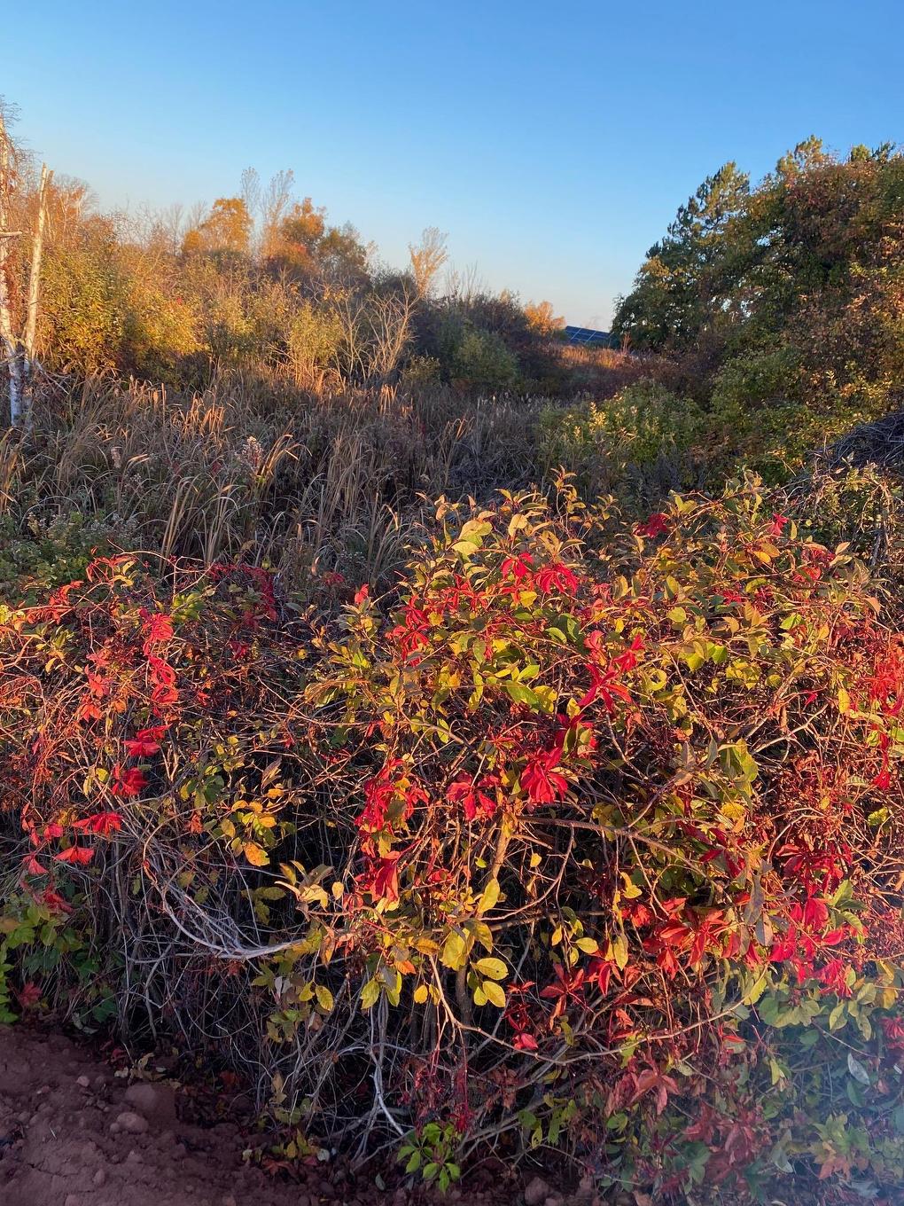 8741 Rte 11, Abrams Village, PE