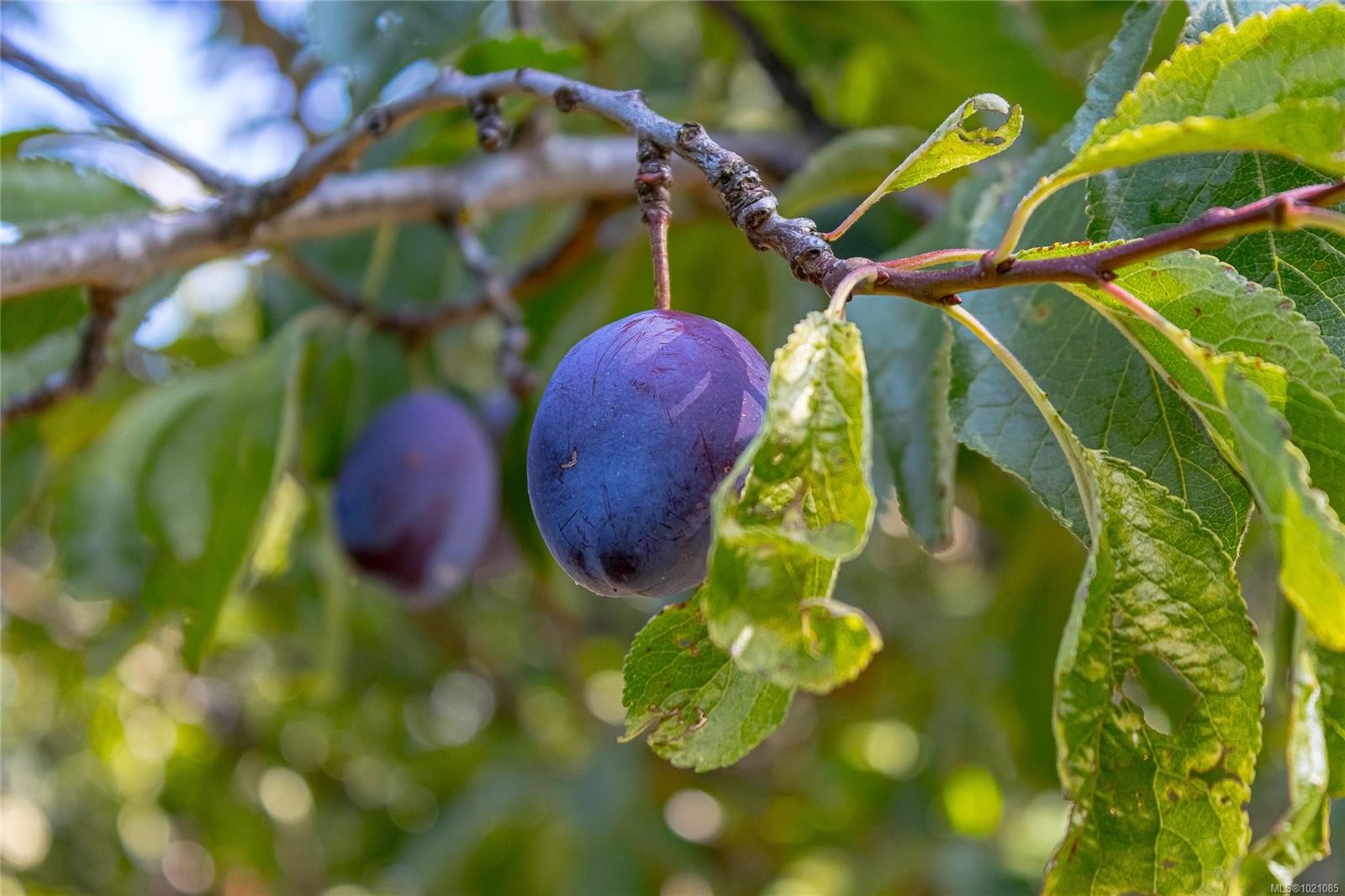 5410 Matson Rd, Ladysmith, BC