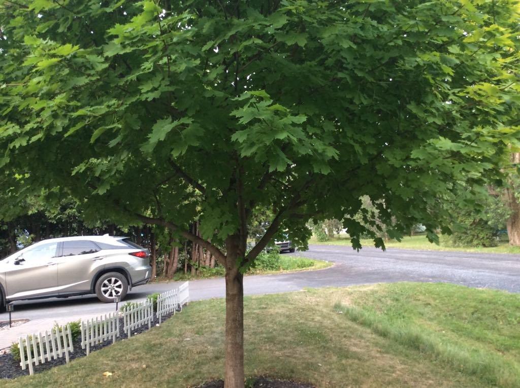 Façade - 480 Rue Brisebois, Saint-Jean-Sur-Richelieu, QC - Outdoor