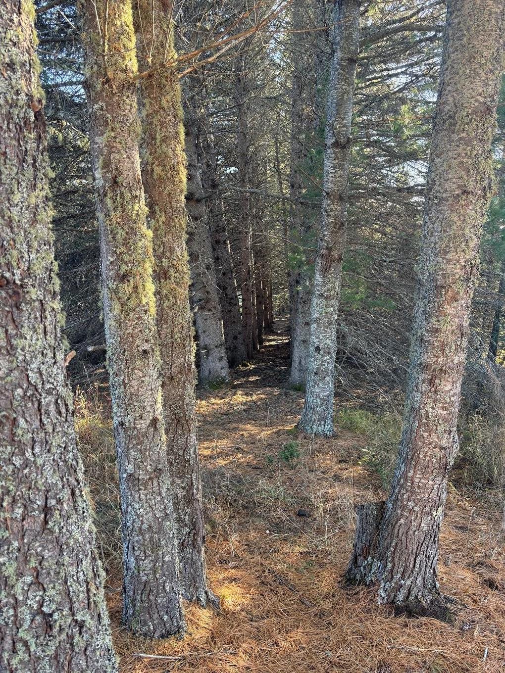 0 Hwy 608, Gillies, ON