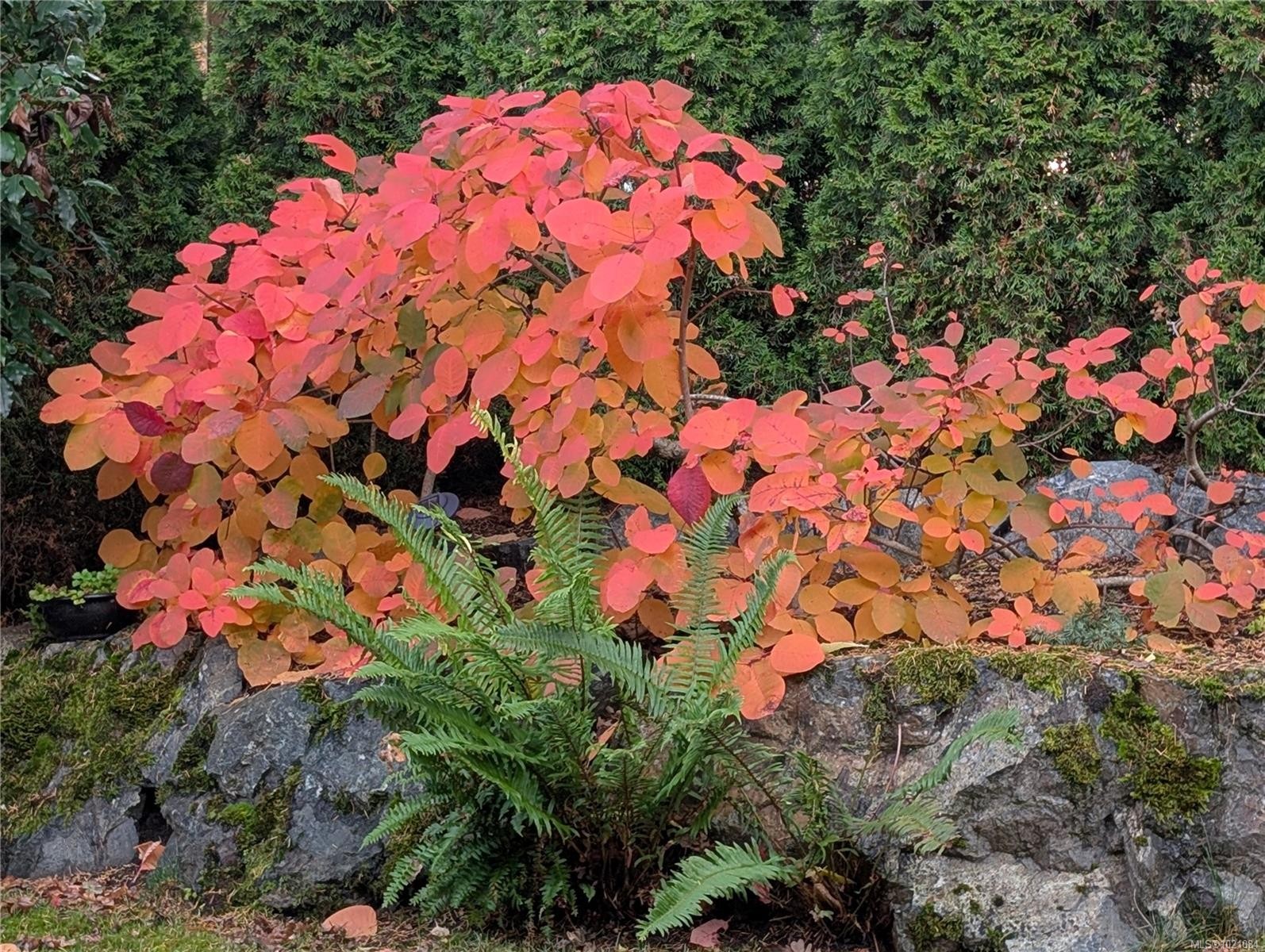 935 Lodge Ave, Saanich, BC