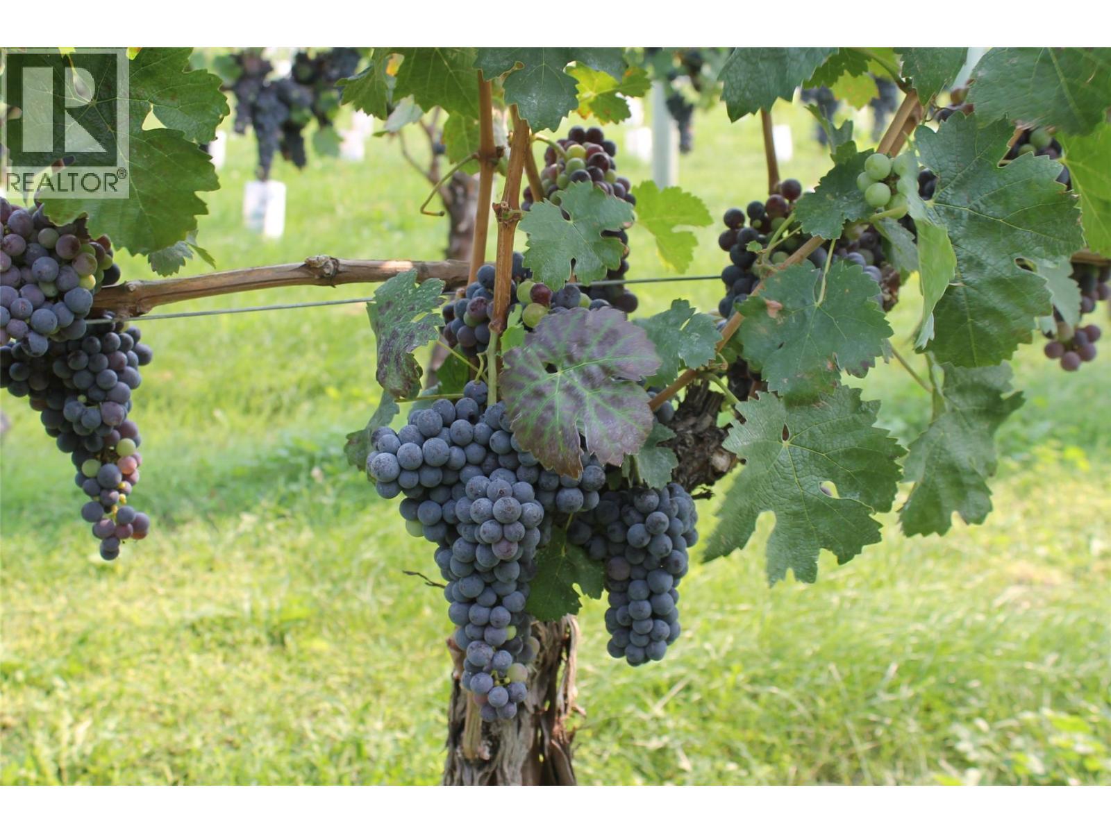 7361 Tucelnuit Drive, Oliver, BC