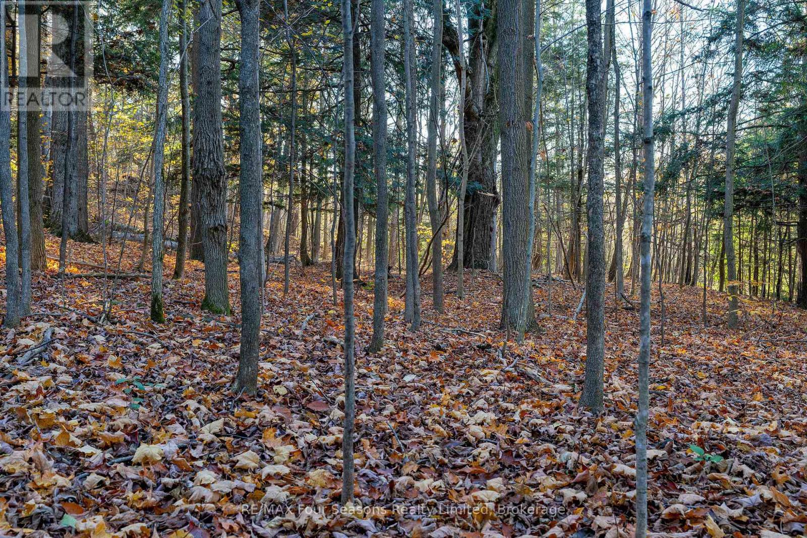 627174 Grey Road 119, Grey Highlands, ON - Outdoor With View