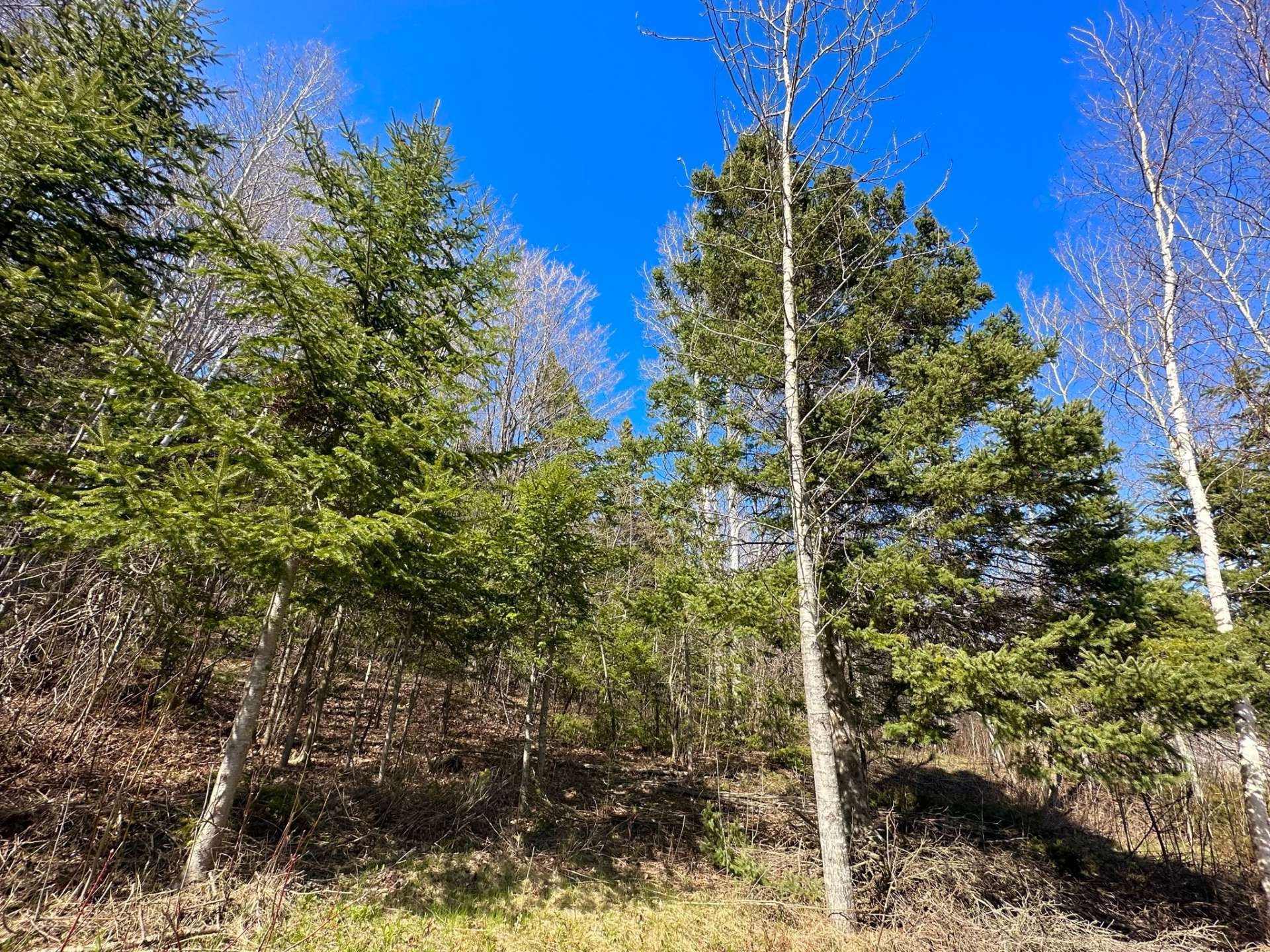 Terre/Terrain - Route 204, Saint-Aubert, QC