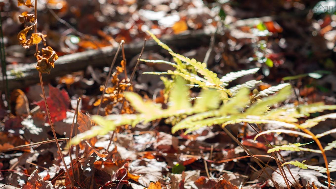 Lot Br-1 Bowers Road, Lower Ohio, NS