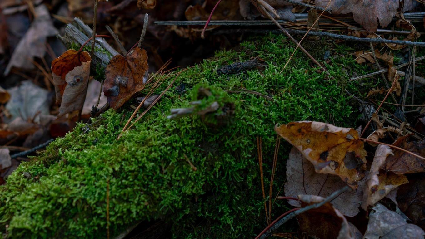 Lot Br-1 Bowers Road, Lower Ohio, NS