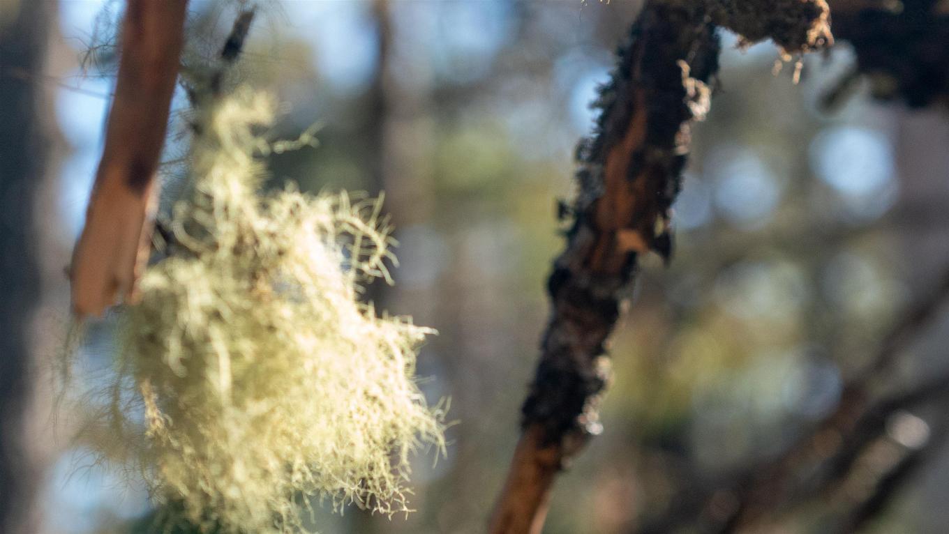 Lot Br-1 Bowers Road, Lower Ohio, NS