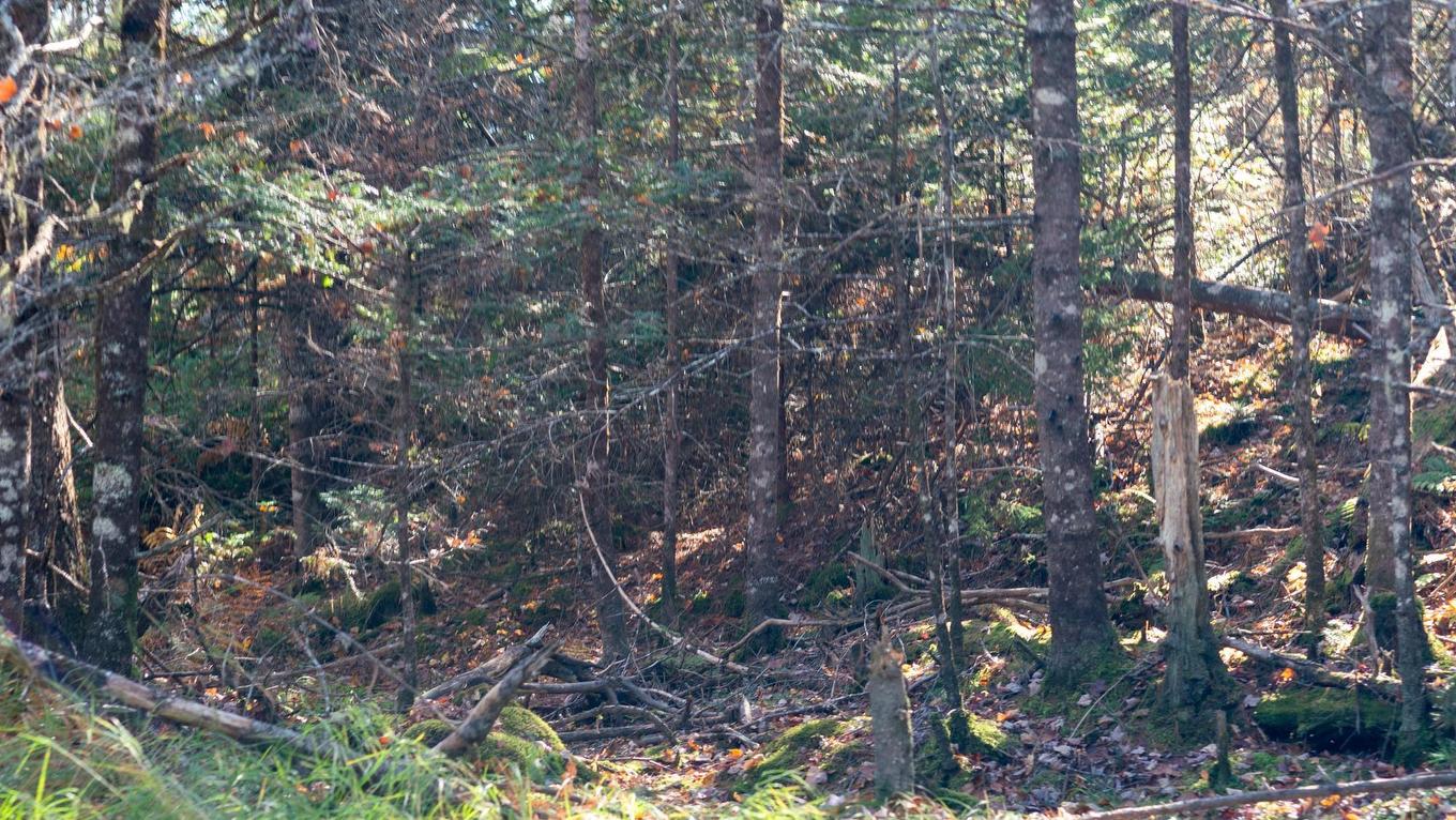 Lot Br-1 Bowers Road, Lower Ohio, NS