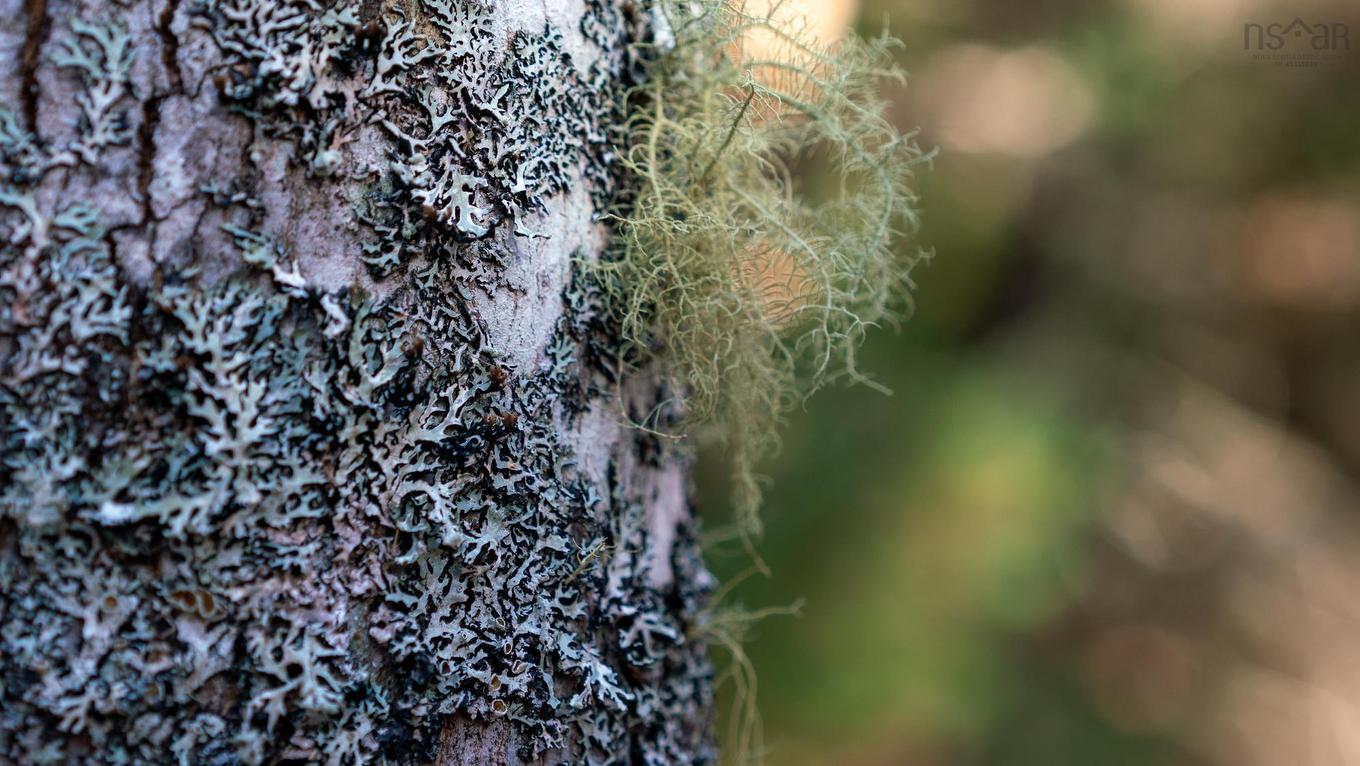 Lot Br-1 Bowers Road, Lower Ohio, NS