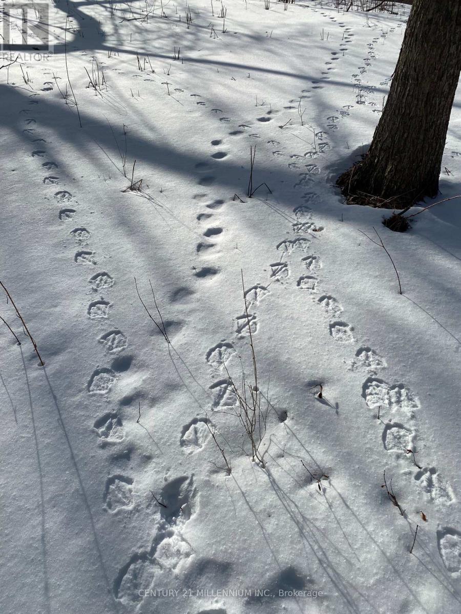 11 Knox Road E, Wasaga Beach, ON