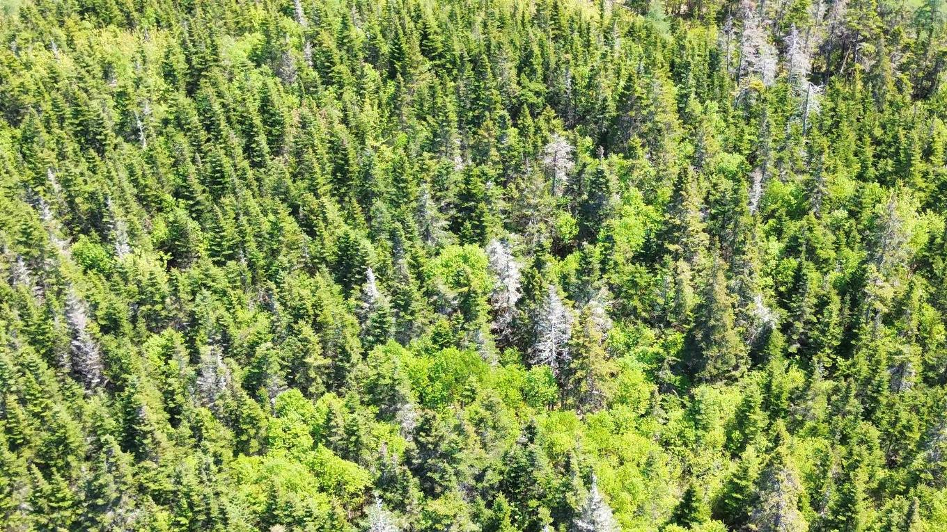 320 Highway, D'Escousse, NS