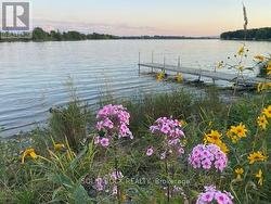 Summer flox and black-eyed susans -