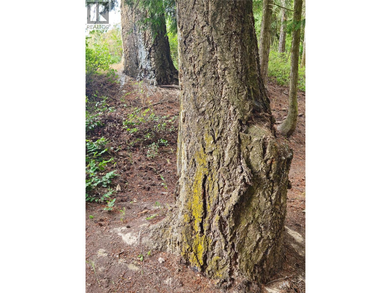 Many large trees located on the property - 588 Hagey Road, Creston, BC