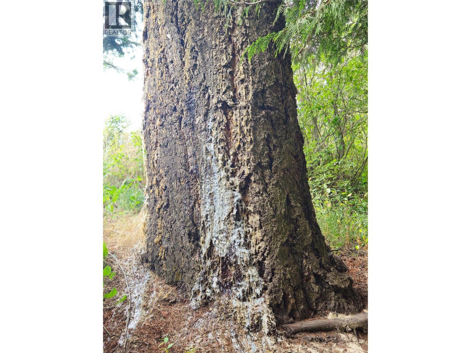 Many large trees located on the property - 588 Hagey Road, Creston, BC