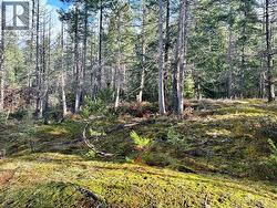 Possible House Site -