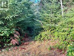 Old road leading through the property -