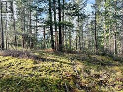 Possible House Site -