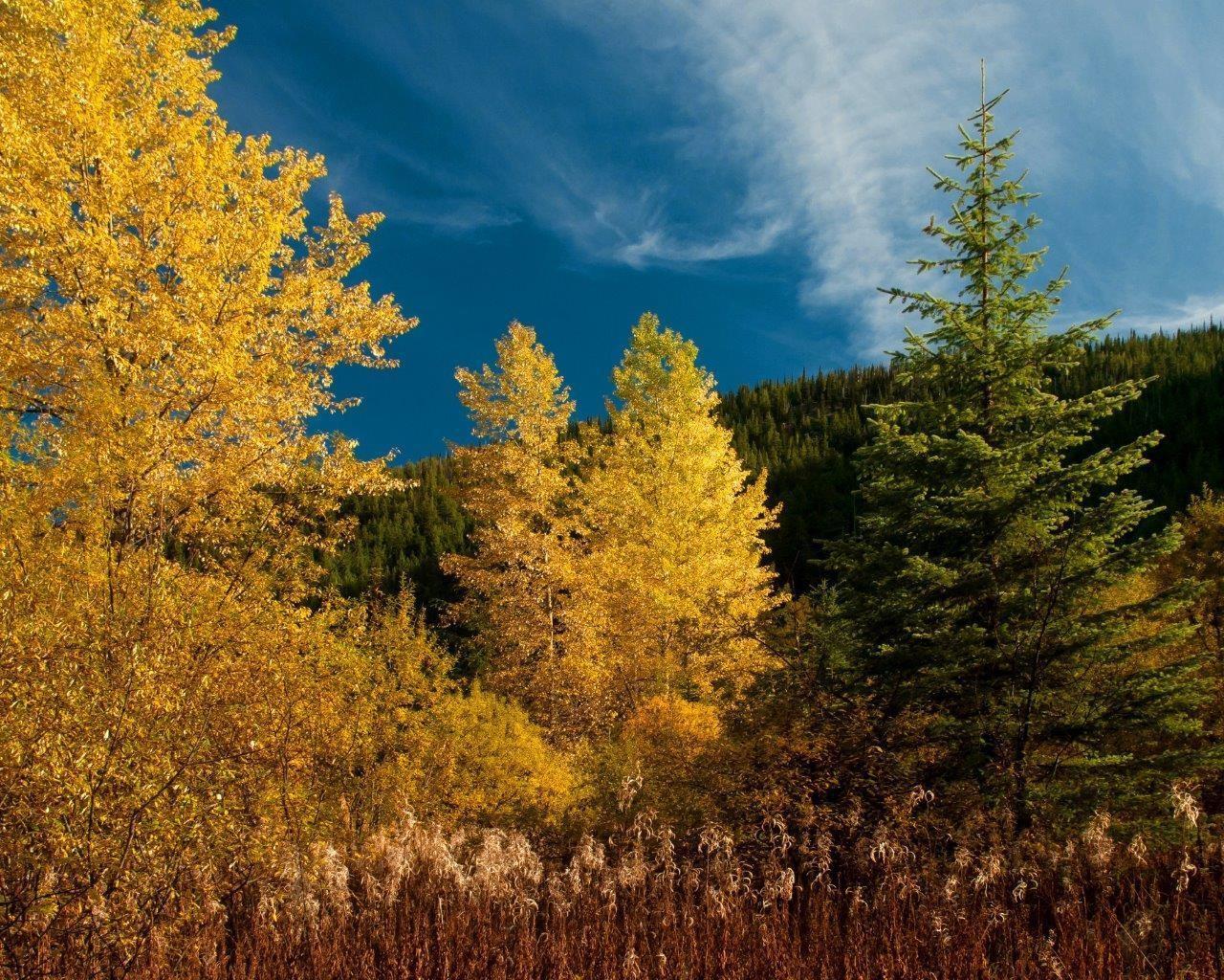 14371 Alpine Boulevard|Sunshine Valley, Sunshine Valley, BC - Outdoor With View