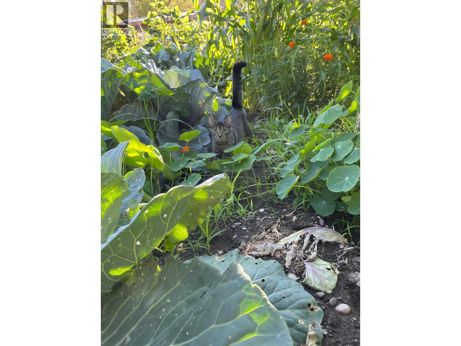 602 Brink Street, Ashcroft, BC - Other