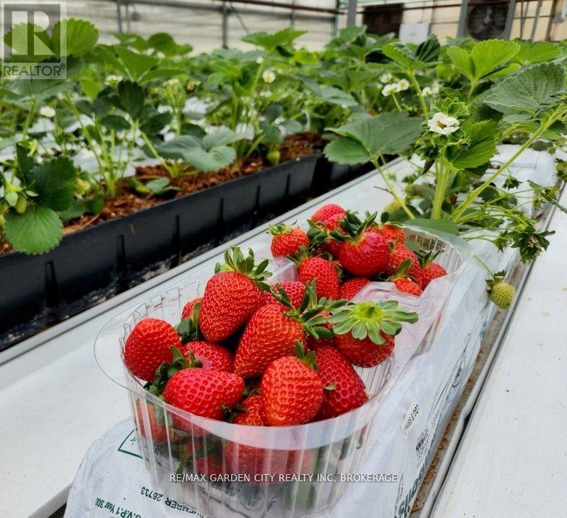 228-234 Read Road, St. Catharines (Bunting/Linwell), ON