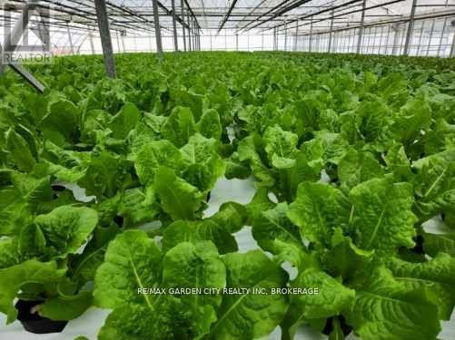 228-234 Read Road, St. Catharines (Bunting/Linwell), ON