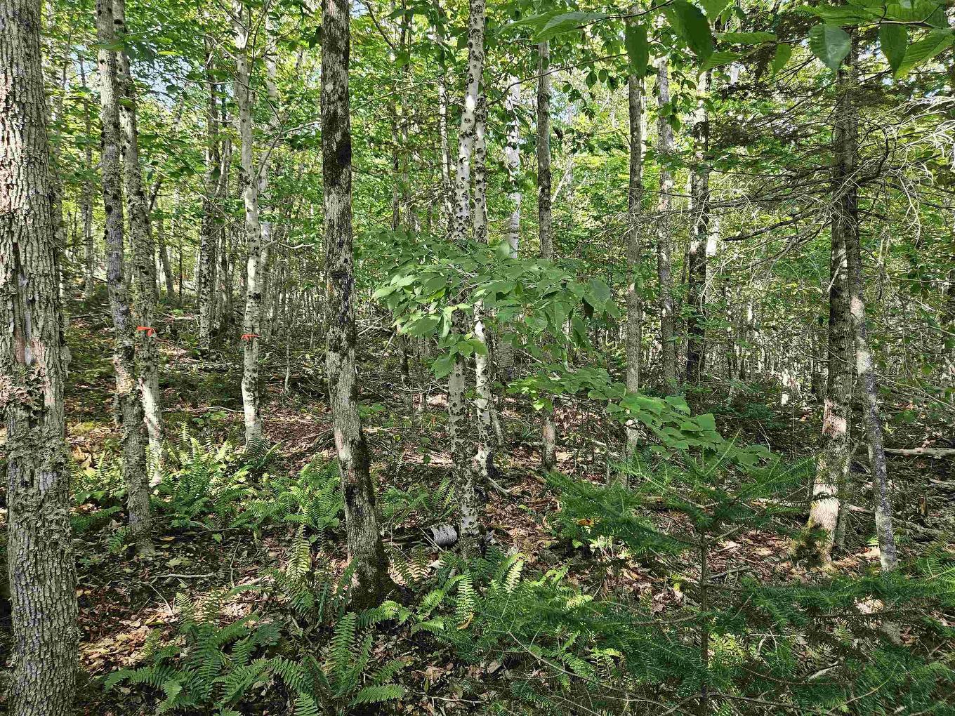 9-4 Kill Dog Cove Road, Parkdale, NS