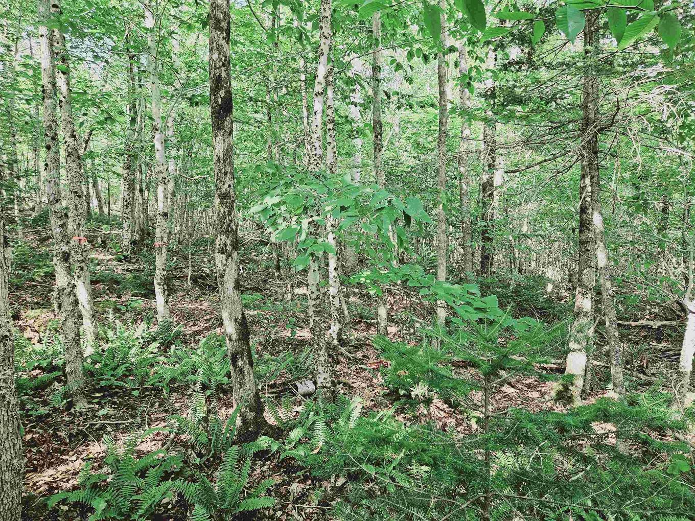 9-4 Kill Dog Cove Road, Parkdale, NS