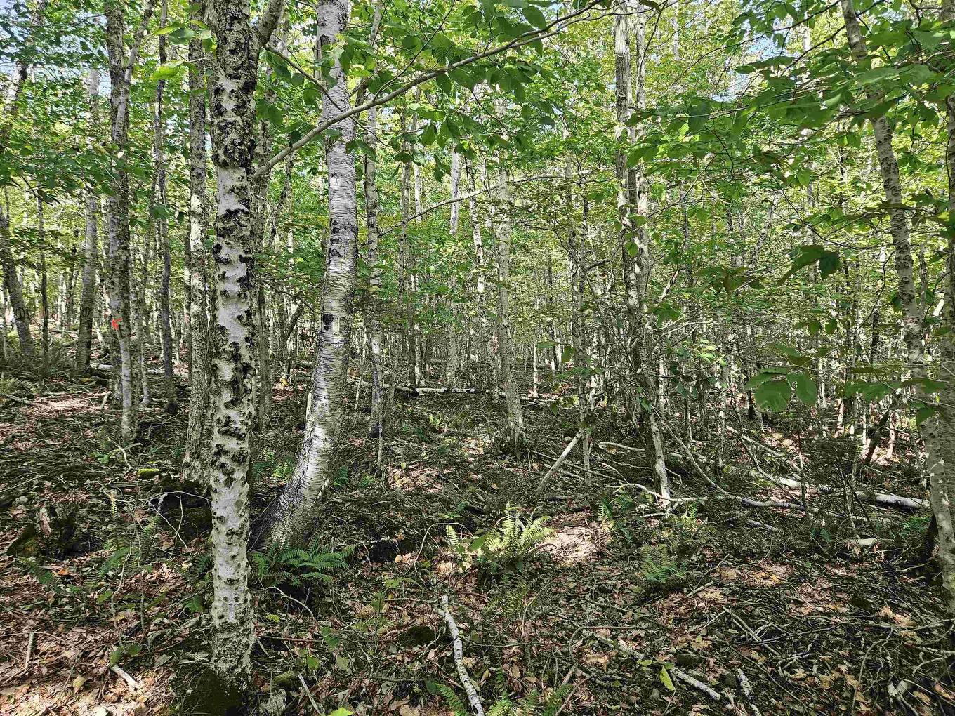 9-4 Kill Dog Cove Road, Parkdale, NS