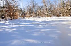 Serene woodland views -