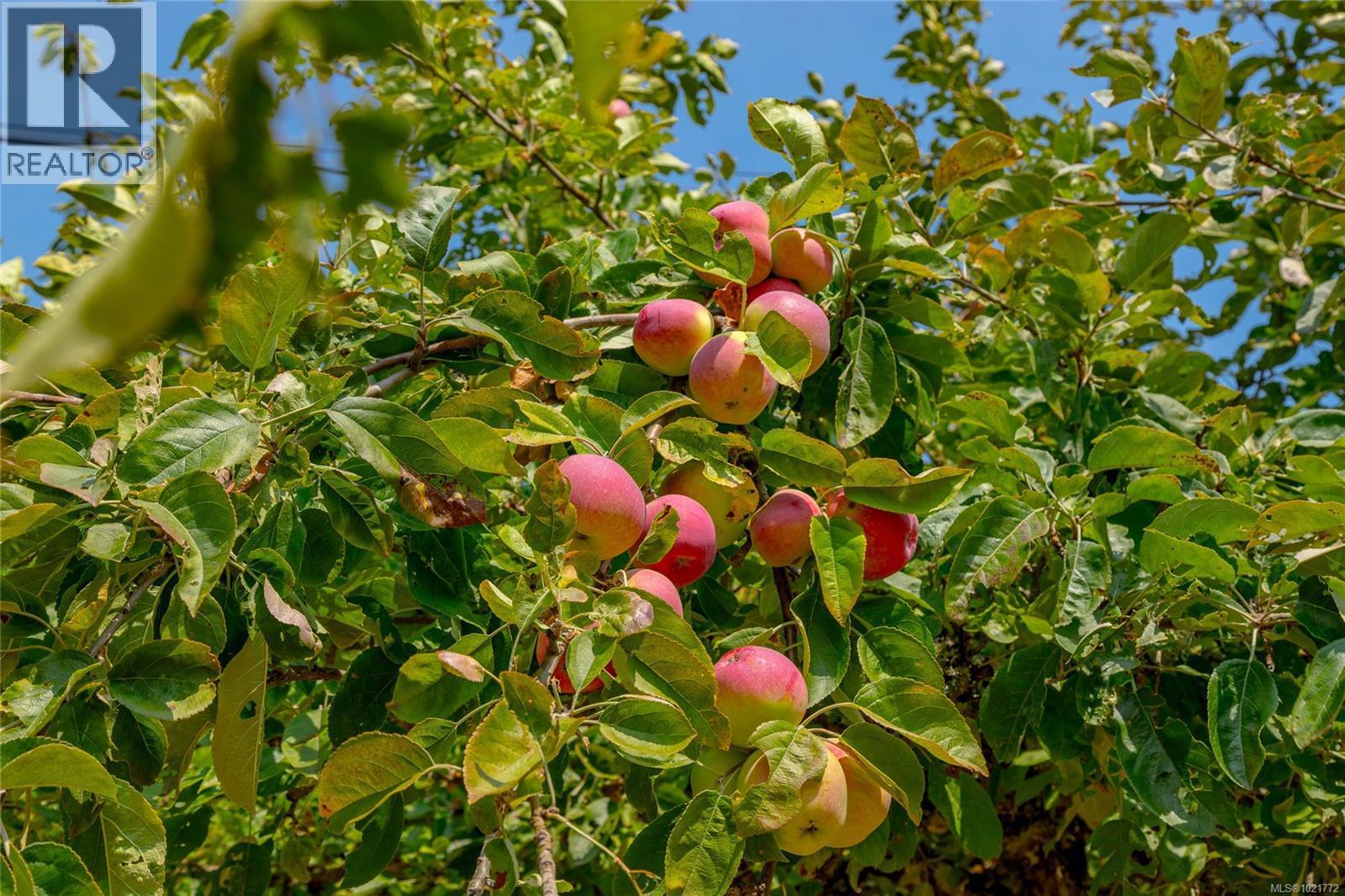 11255 Nitinat Rd, North Saanich, BC - Outdoor