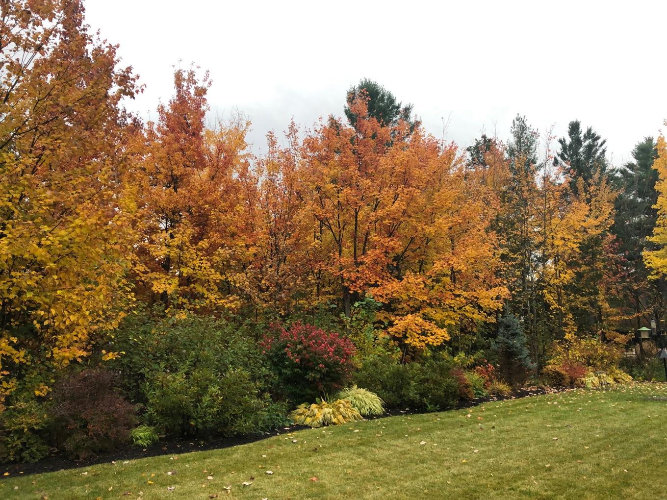 Cour - 17340 Rue Du Titane, Mirabel, QC - Outdoor