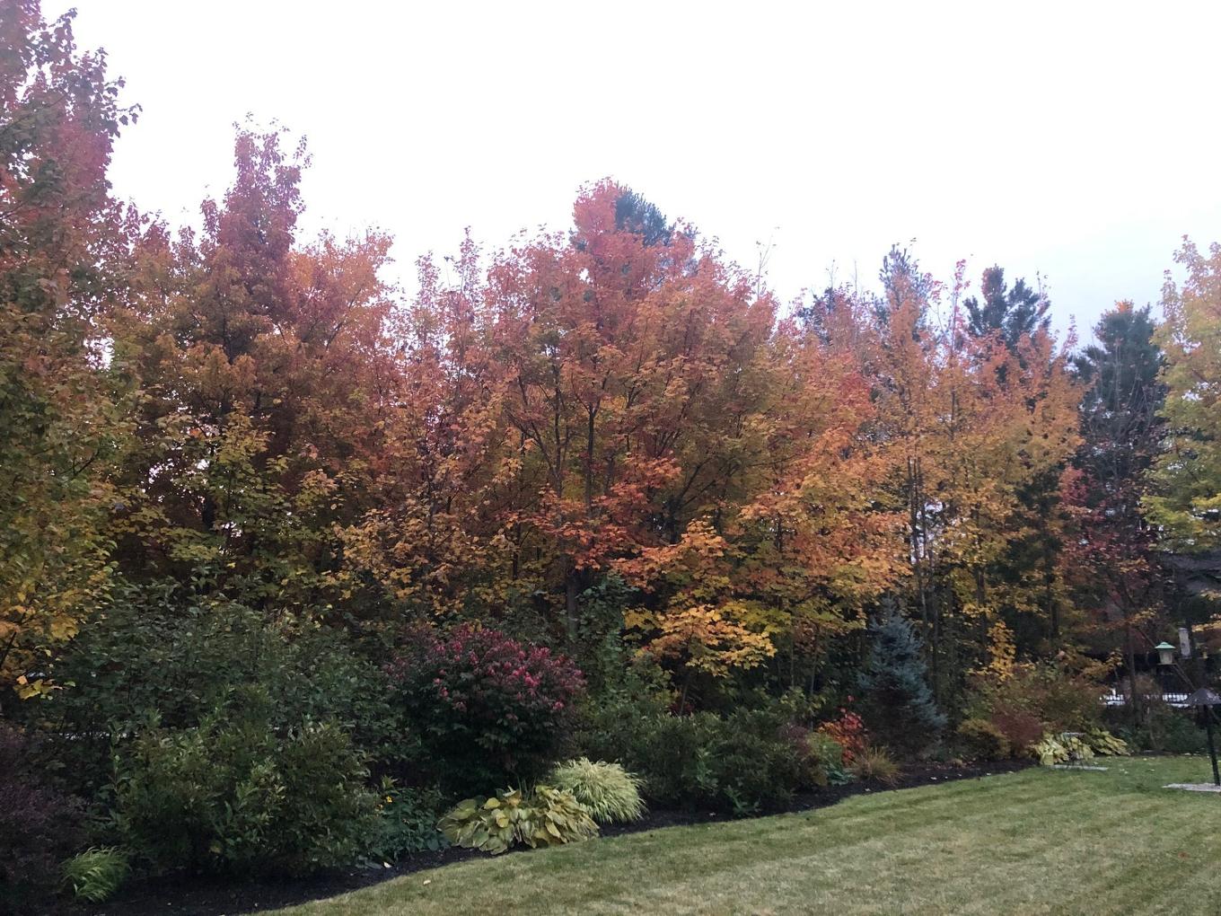 Cour - 17340 Rue Du Titane, Mirabel, QC - Outdoor