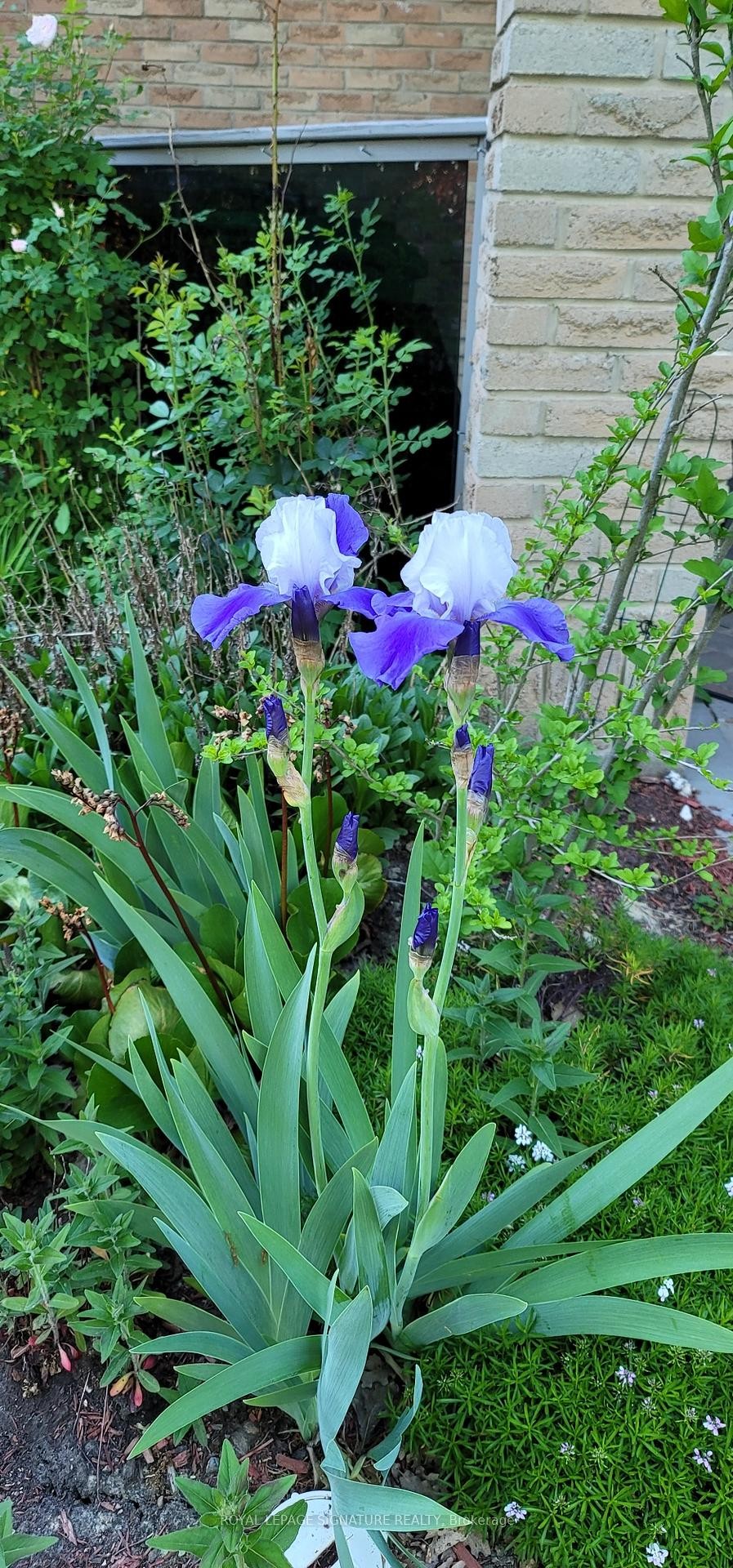 Lower-48 Lawndale Crescent, Brampton, ON