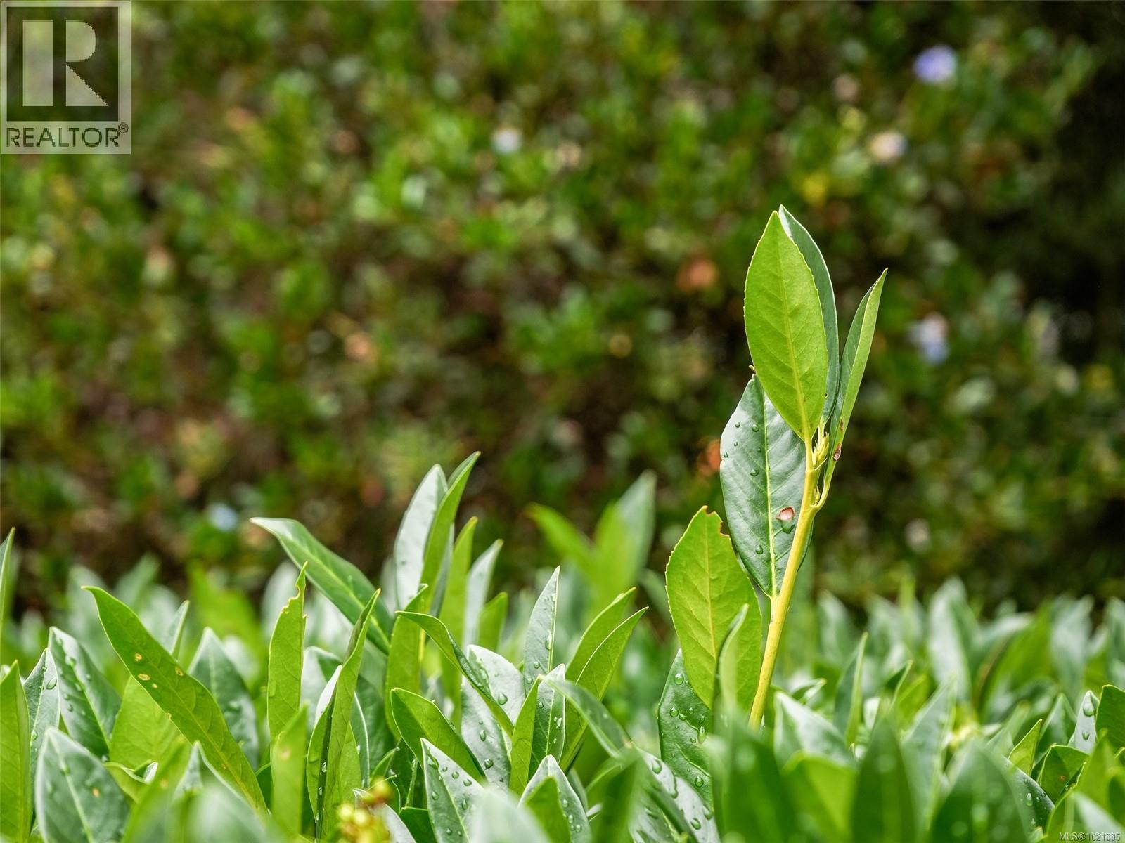 25 1286 Tolmie Ave, Saanich, BC - Outdoor