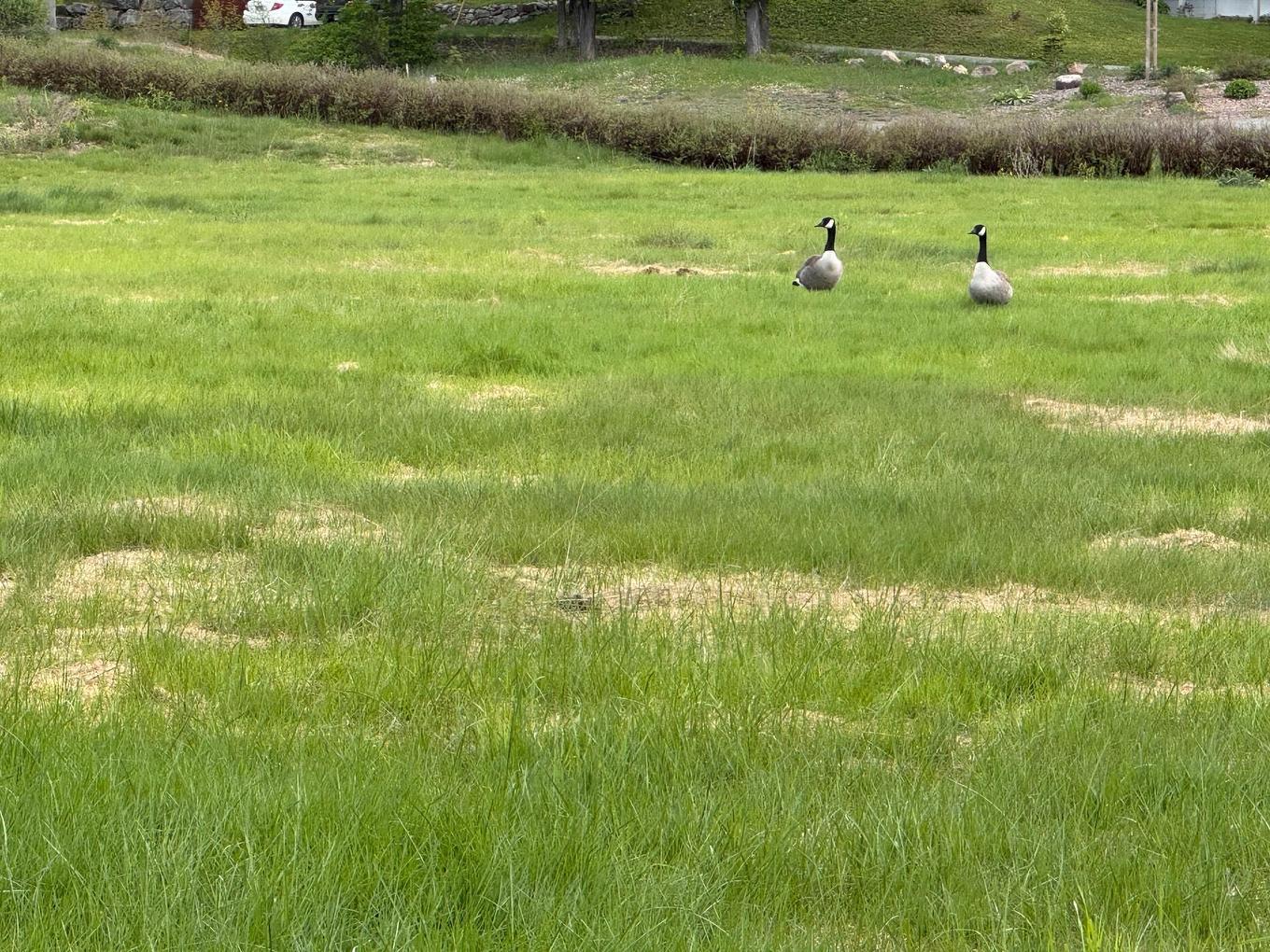 Land/Lot - 2 Rue De La Vallée, Sainte-Adèle, QC