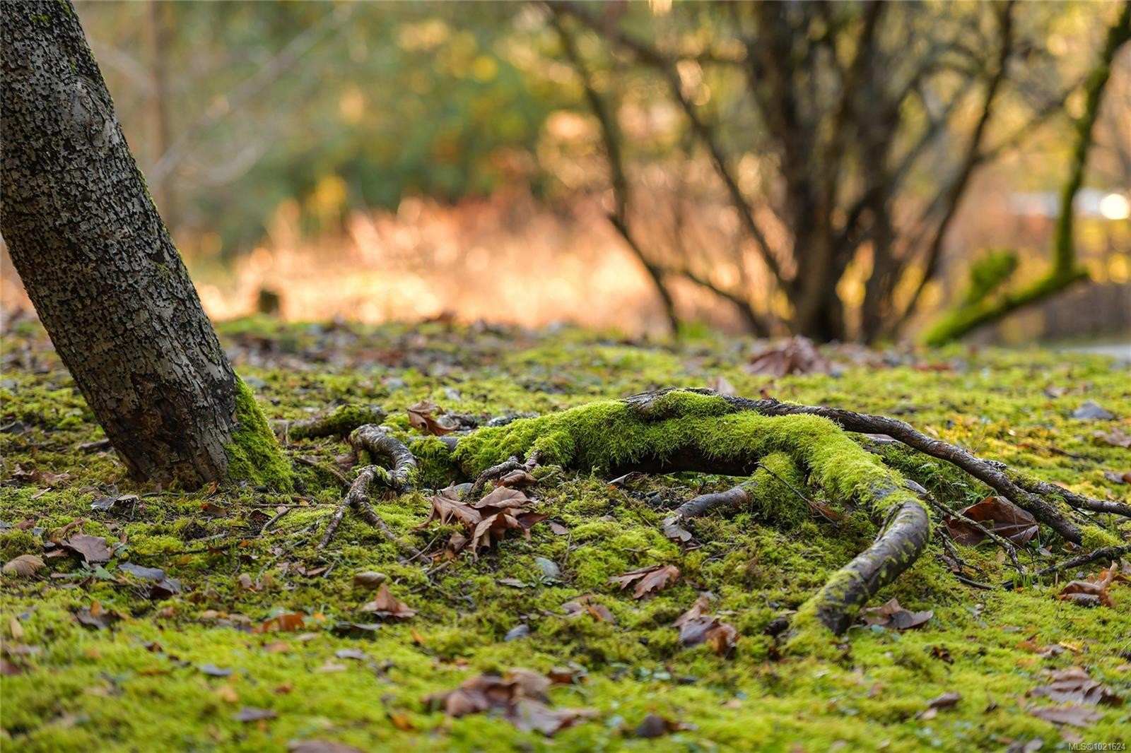 3795 Glenora Rd, Duncan, BC