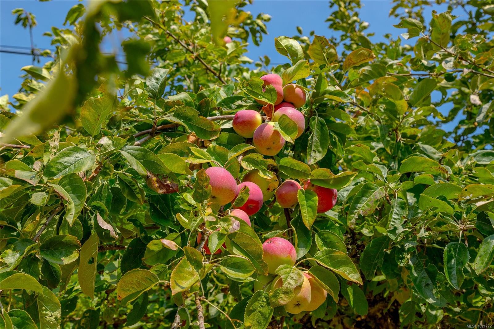 11255 Nitinat Rd, North Saanich, BC