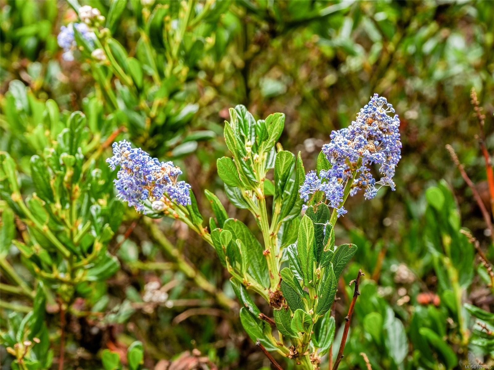 25-1286 Tolmie Ave, Saanich, BC