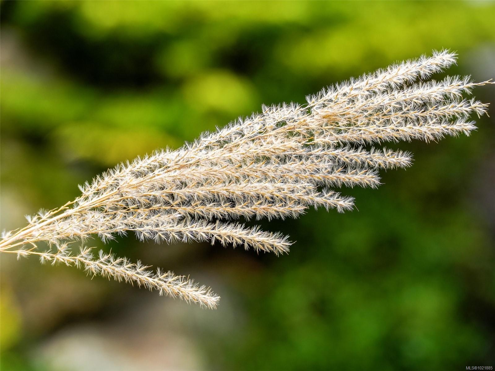 25-1286 Tolmie Ave, Saanich, BC