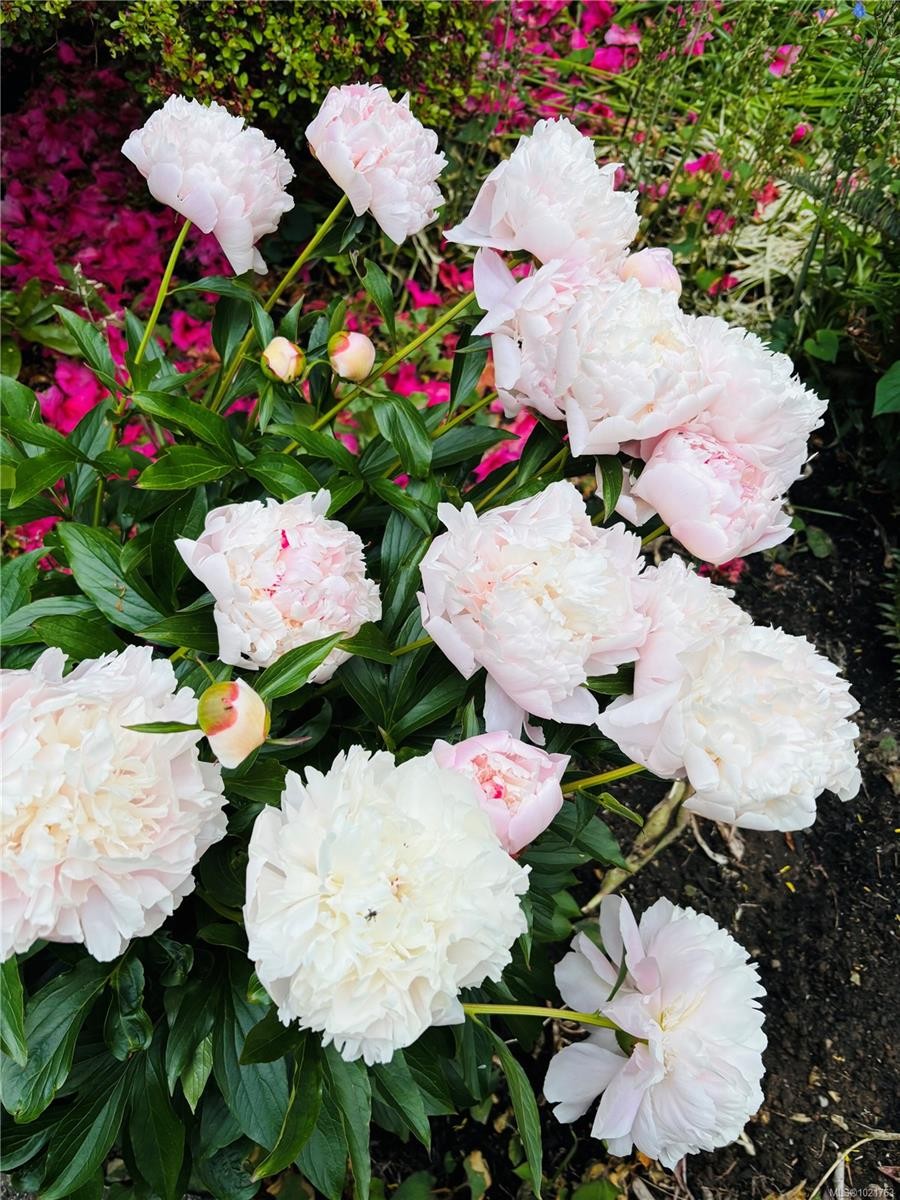 1014 Holmes St, Duncan, BC