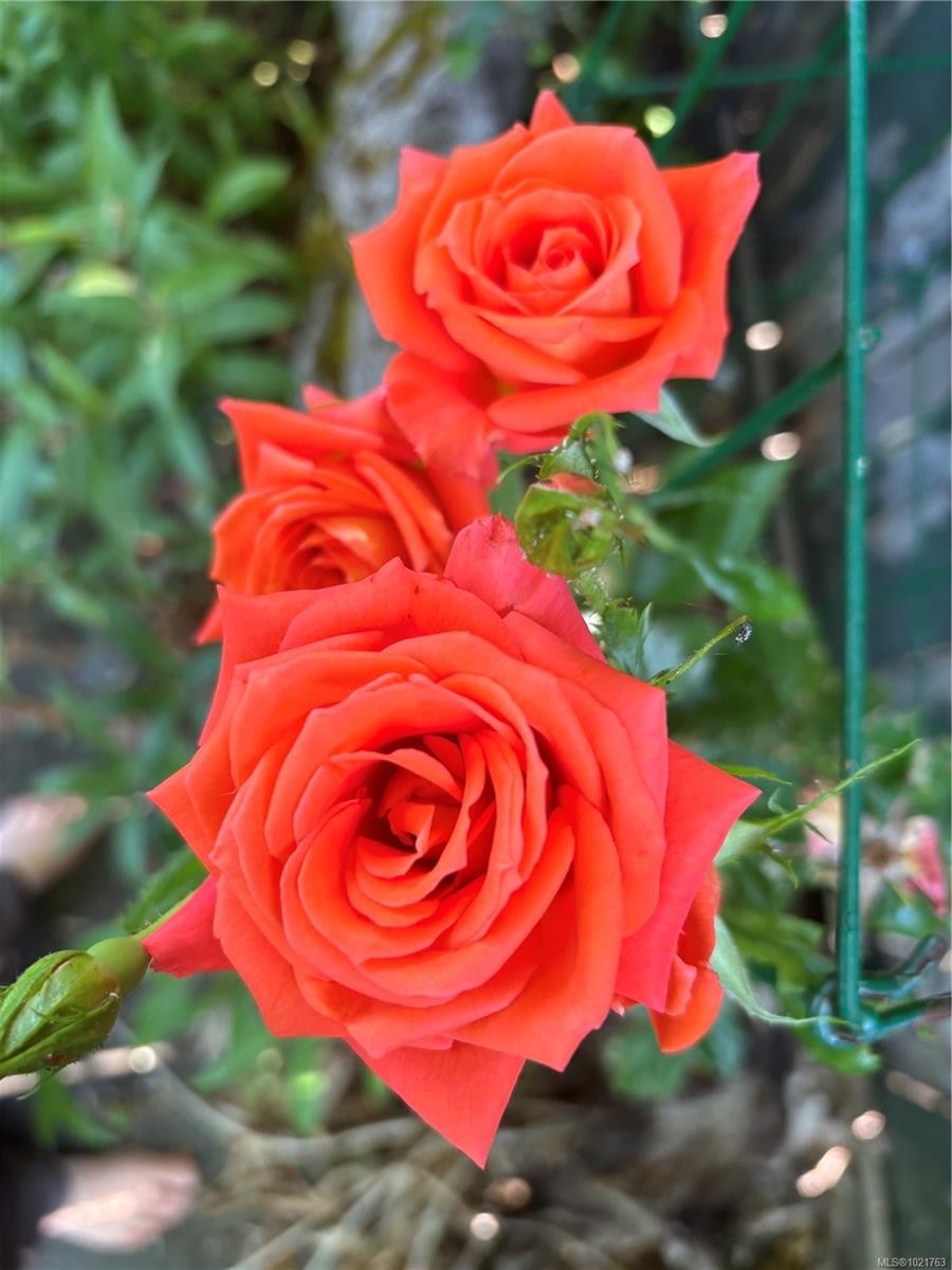 1014 Holmes St, Duncan, BC