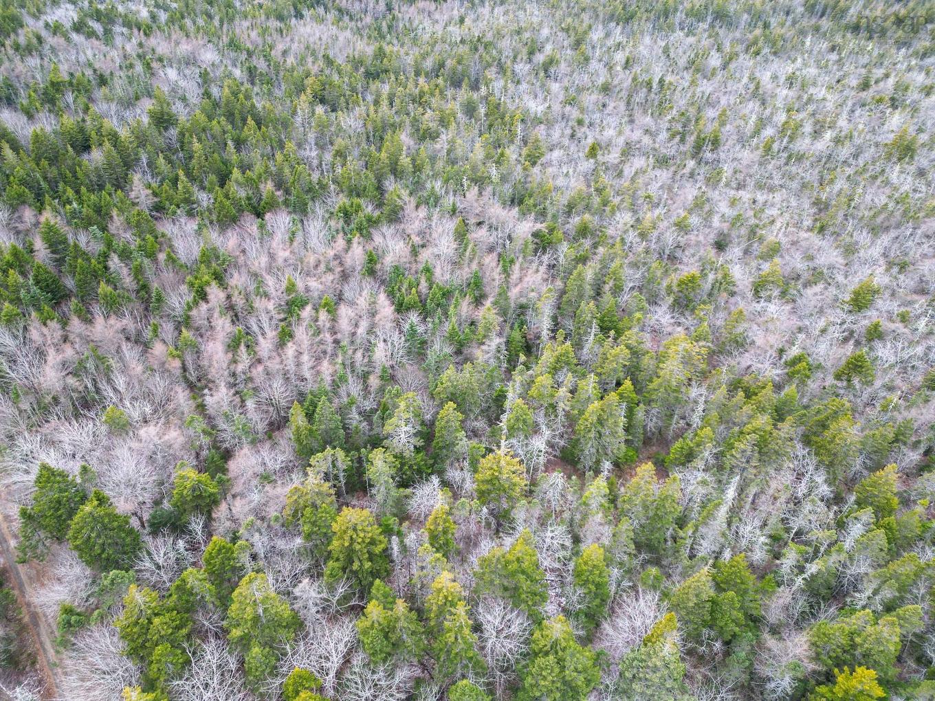 Lot Highway 101, St. Alphonse, NS