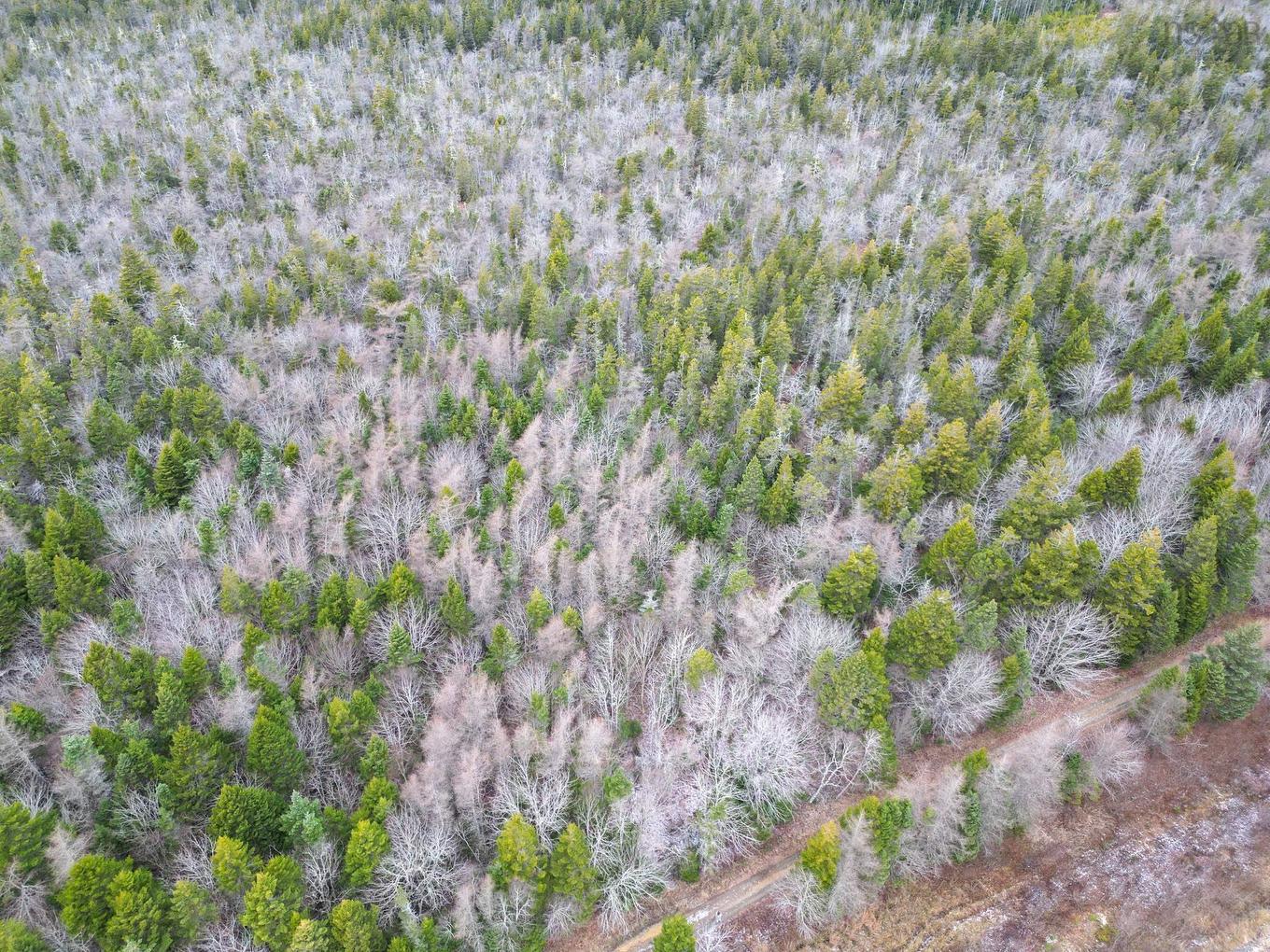 Lot Highway 101, St. Alphonse, NS